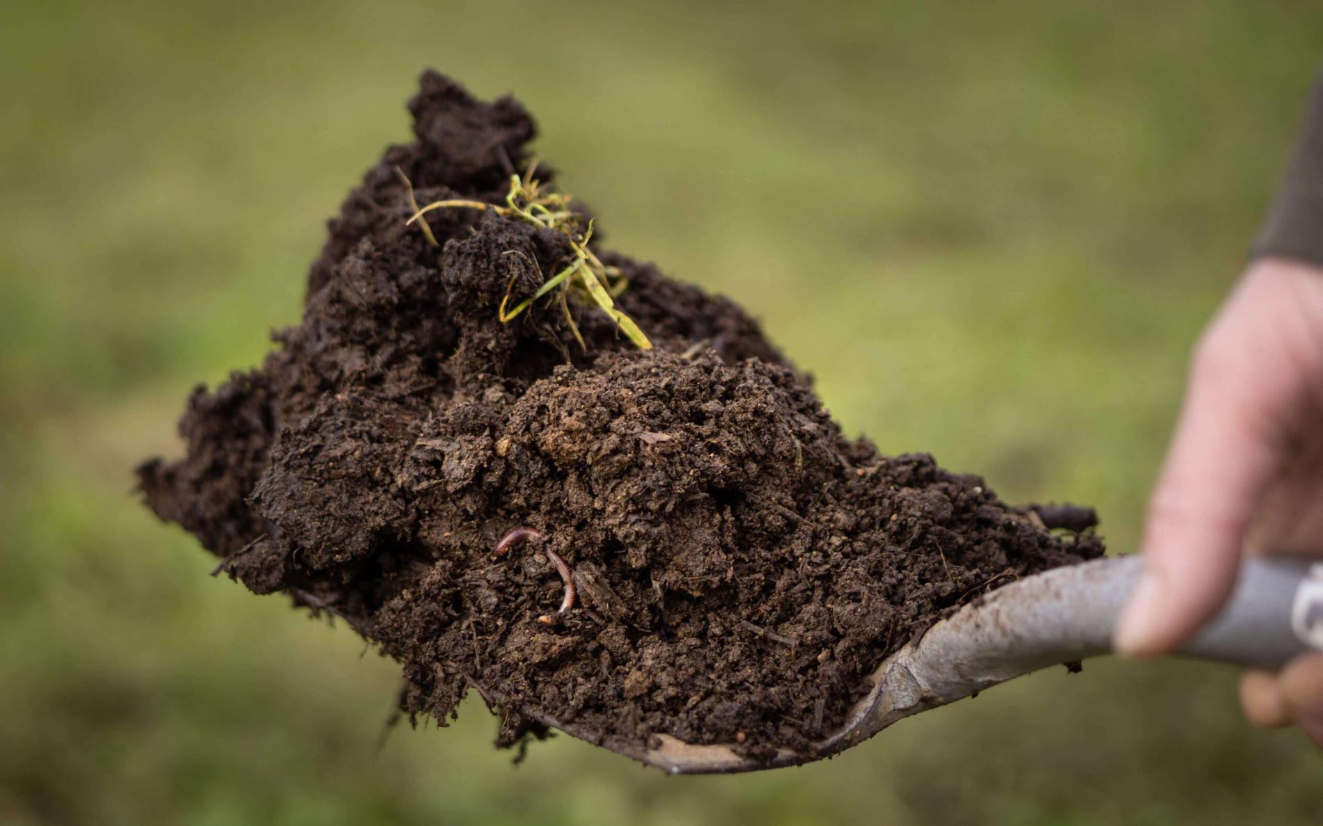 template filler image